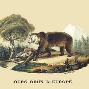 Ours Brun d'Europe (European Brown Bear) by E. F. Noel - Art Print