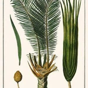 Palms by Albertus Seba - Art Print