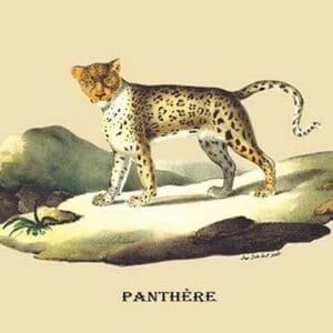 Panthere (Panther) by E. F. Noel - Art Print