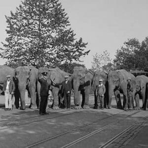 Parade of Elephants on City Street lined up side by side with Policeman giving them a sign to proceed. - Art Print