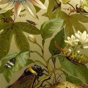 Passion flower with Insects by Friedrich Wilhelm Kuhnert - Art Print