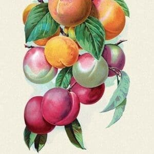 Peach Ensemble - Art Print