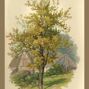 Pear Tree by W.H.J. Boot - Art Print