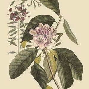 Pennsylvania Lilly - Rhododendron by Mark Catesby #2 - Art Print