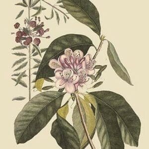 Pennsylvania Lilly - Rhododendron by Mark Catesby - Art Print