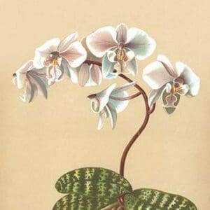 Phalenopsis Schilleriana by H.G. Moon - Art Print