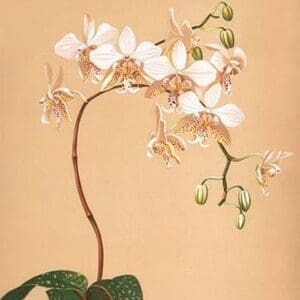 Phalenopsis Stuartiana; Philippine Orchid by H.G. Moon #2 - Art Print
