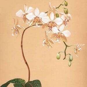 Phalenopsis Stuartiana; Philippine Orchid by Henry George Moon - Art Print