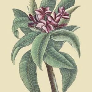 Plumeria by Mark Catesby - Art Print