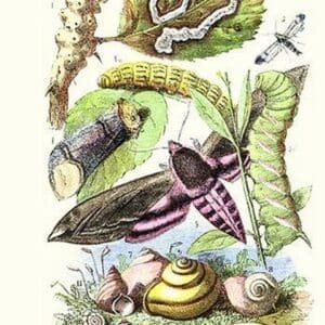Privet Moth and caterpillars by James Sowerby - Art Print