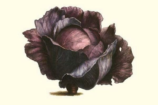 Purple Cabbage by Philippe-Victoire Lev que de Vilmorin - Art Print