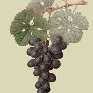 Raison de Carnes or Grape by William Hooker #2 - Art Print