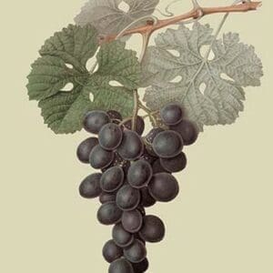 Raison de Carnes or Grape by William Hooker - Art Print