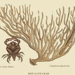 Red Claw Crab by Mark Catesby #2 - Art Print