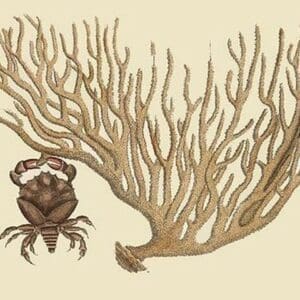 Red Claw Crab by Mark Catesby - Art Print