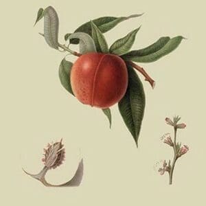 Red Nectarine by William Hooker #2 - Art Print