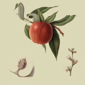 Red Nectarine by William Hooker - Art Print