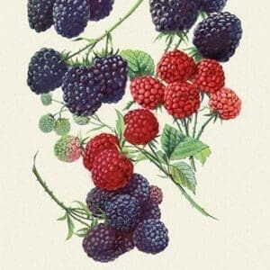 Red and Blue Berries - Art Print