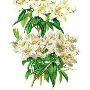 Rhododendron Augustinii and Its White Form by H.G. Moon - Art Print