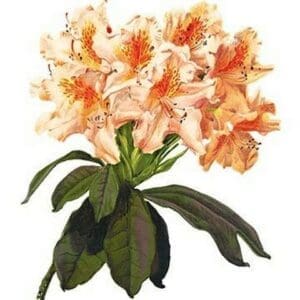 Rhododendron Smithii Aurea by H.G. Moon - Art Print