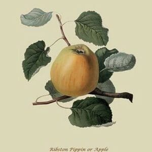 Ribston Pippin or Apple by William Hooker #2 - Art Print