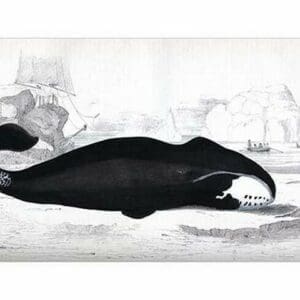 Right Whale by Heinrich V. Schubert - Art Print