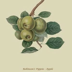 Robinson's Pippin - Apple by William Hooker #2 - Art Print