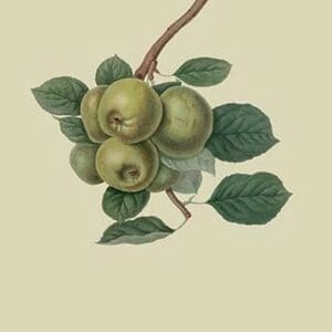 Robinson's Pippin - Apple by William Hooker - Art Print