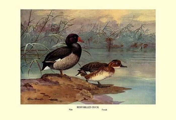 Rosy-Billed Duck by Allan Brooks - Art Print