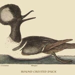 Round Crested Duck by Mark Catesby #2 - Art Print