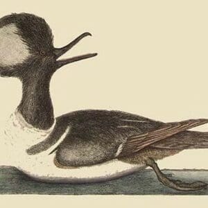Round Crested Duck by Mark Catesby - Art Print