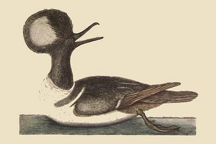 Round Crested Duck by Mark Catesby - Art Print