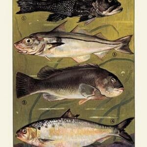 Saltwater Fish #3 - Art Print