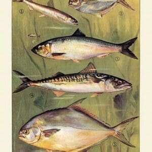 Saltwater Fish - Art Print