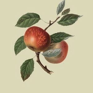 Scarlet Nonpareil - Apple by William Hooker #2 - Art Print
