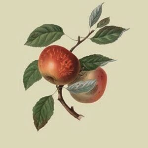 Scarlet Nonpareil - Apple by William Hooker - Art Print