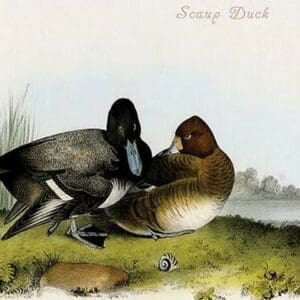 Scaup Duck by John James Audubon - Art Print