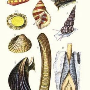 Sea shells: Livid Top