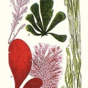 Seaweeds - Common Coralline by James Sowerby - Art Print