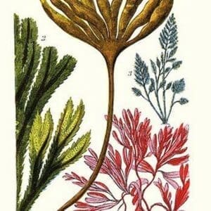 Seaweeds by James Sowerby - Art Print