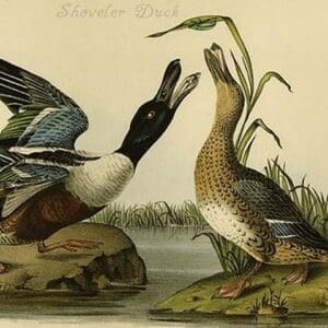 Shoveler Duck by John James Audubon - Art Print