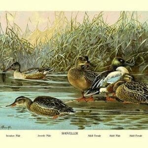 Shoveller Family of Ducks by Allan Brooks - Art Print