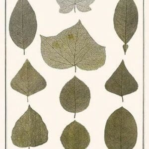 Skeletons of Leaves by Albertus Seba - Art Print
