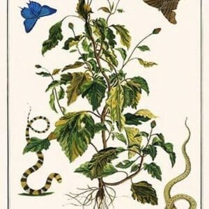 Snakes & Swallowtail Butterflies by Albertus Seba - Art Print
