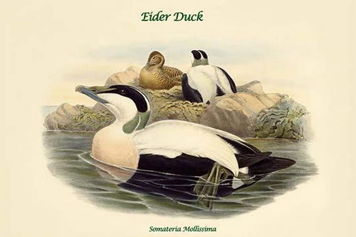 Somateria Mollissima - Eider Duck by John Gould - Art Print