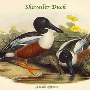 Spatula Clypeata - Shoveller Duck by John Gould - Art Print