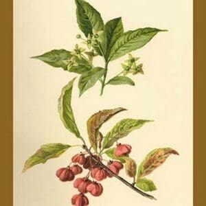 Spindle -Tree Flowers and Berries by W.H.J. Boot - Art Print