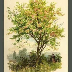 Spindle Tree by W.H.J. Boot - Art Print