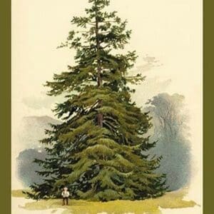 Spruce Fir Tree by W.H.J. Boot - Art Print