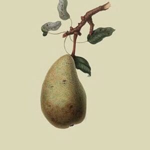 St. Germain Pear by William Hooker - Art Print